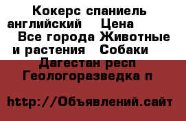 Кокерс спаниель английский  › Цена ­ 4 500 - Все города Животные и растения » Собаки   . Дагестан респ.,Геологоразведка п.